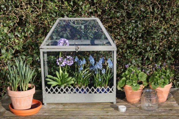 Mini Gewächshaus selber bauen für anspruchsvolle Blumen