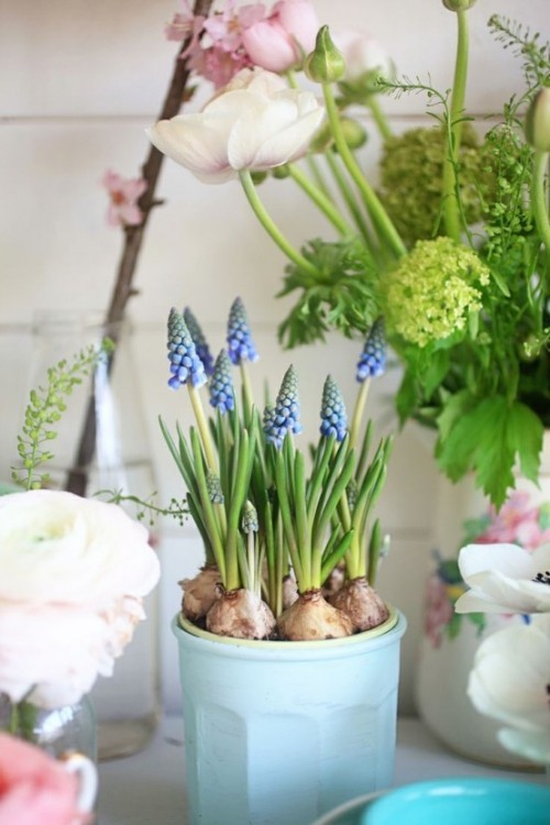 Wunderschöne Blumenarrangements Hyazinthen im Topf und andere Frühlingsblumen daneben