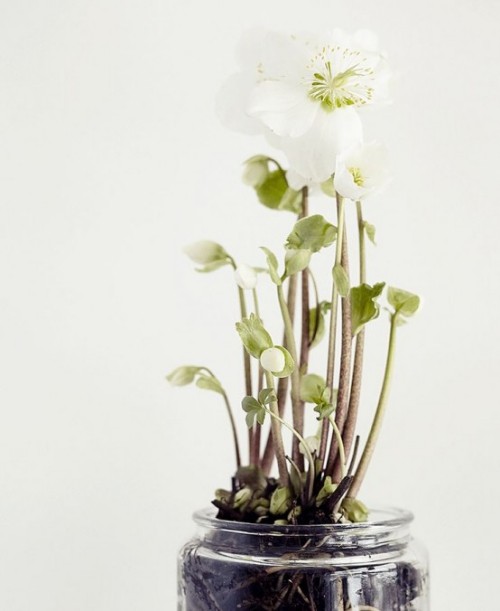 Wunderschöne Blumenarrangements zarte weiße Frühlingsblumen im Glas