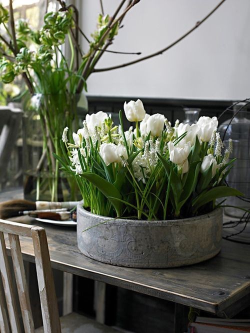 weiße Tulpen im Vintage Behälter auf dem Esstisch
