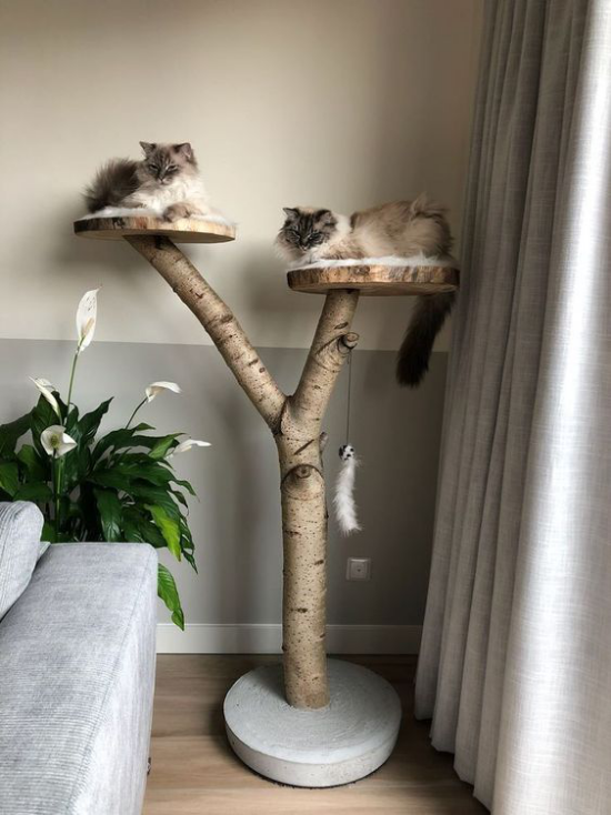 Kratzbaum für zwei Katzen schlafen liegen kratzen