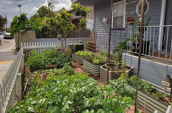 Urban Gardening im Vorgarten pflanzen alles Notwendige vor dem Fenster