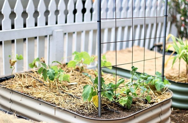 Urban Gardening mit Netz für die Gurken arbeiten und entspannen
