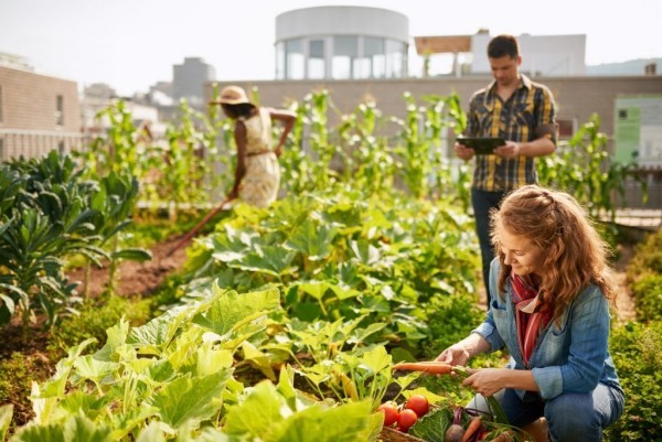 Urban Gardening verschiedene Leute arbeiten zusammen freuen sich über gute Ernte