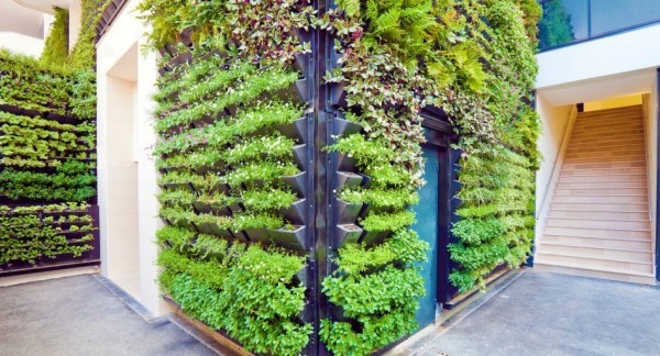 Urban Gardening vertikale grüne Wände verbessern das Mikroklima in der Stadt