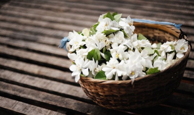 Raumdüfte ätherische Öle weiße Jasminblüten beliebteste Raumdüfte der letzten 10 Jahre