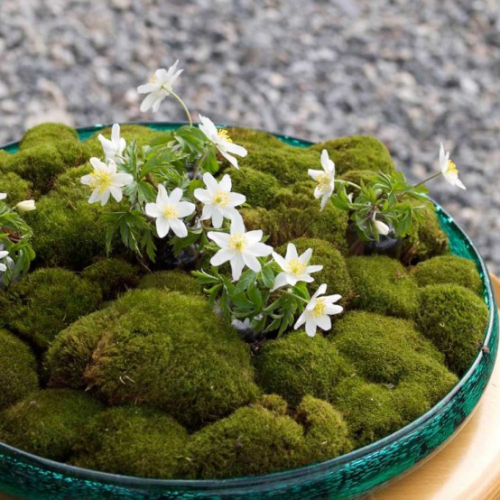 Frühlingsdeko mit Moos Schale mit Moos gefüllt darauf zarte weiße Blüten sehr attraktiv