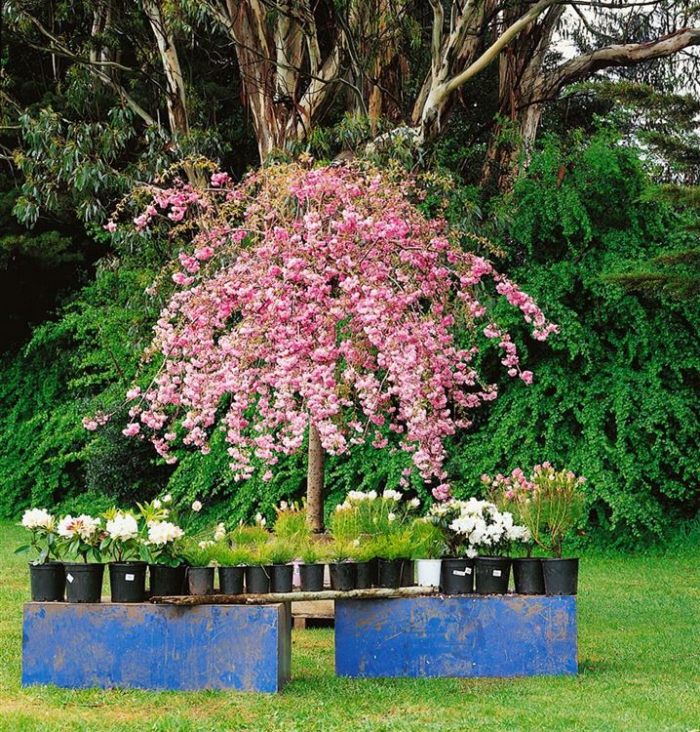 Baumschule Pflanzen Bäume Sträucher pflegen kultivieren gut vor Schädlingen geschützt