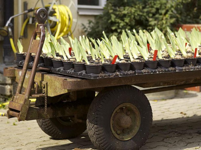 Baumschule Pflanzen Bäume Sträucher pflegen kultivieren vermehren auf einem Wagen Töpfe transportieren
