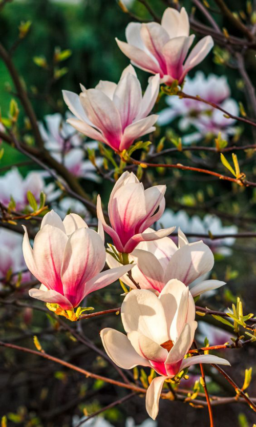 Magnolie richtig pflegen herrliche Blüten in Rosa Ziergeholze der ganze Stolz jedes Hobbygärtners
