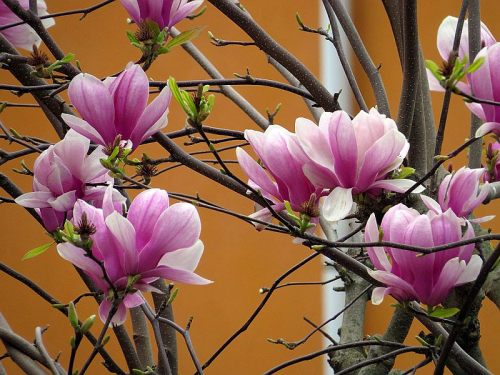 Magnolie richtig pflegen im Garten Ziergehölze zarte rosa violette Blüten