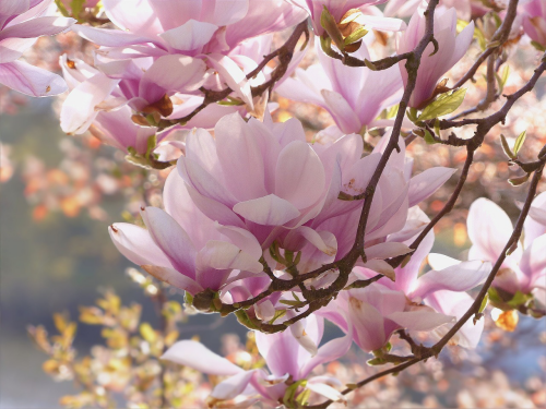 Magnolie richtig pflegen im Garten zarte rosa Blüten Blickfang