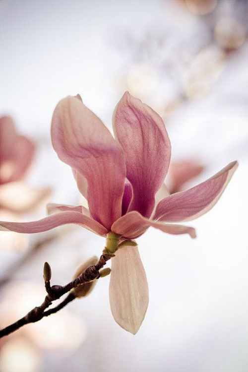 Magnolie richtig pflegen rosa Blüte primitiver Blütenaufbau größter Pluspunkt der Gartenpflanze