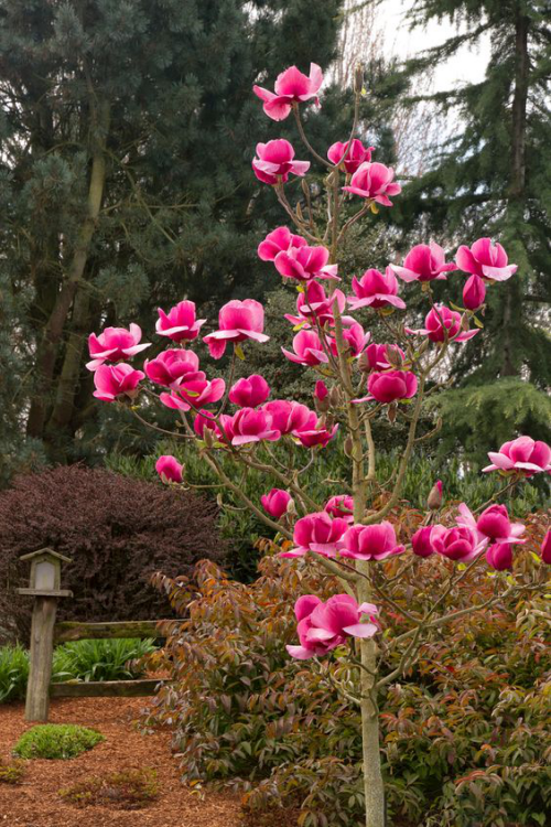 Magnolie richtig pflegen schöne Blüten in sattem Violett Blickfang im Garten