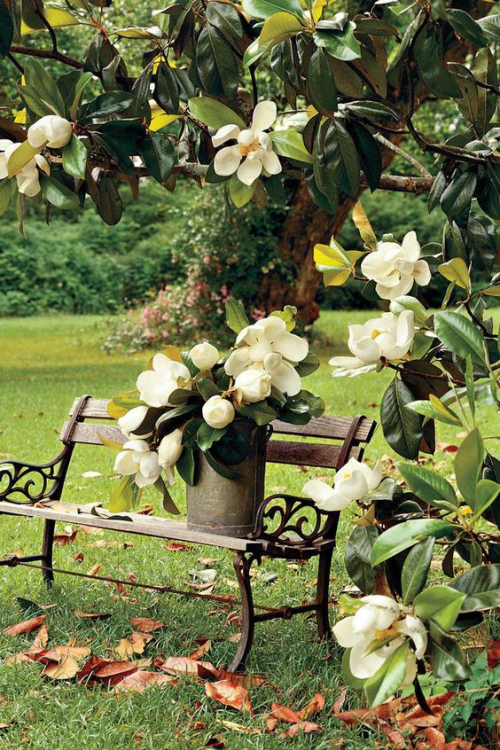 Magnolie richtig pflegen weiße Blüten eine starke Dose Romantik in den Garten bringen