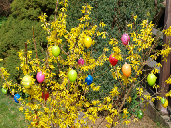 Decorating The Easter Bush - A Traditional Decoration Idea For Easter ...