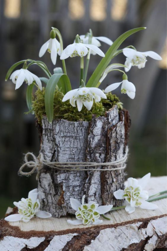 Schöne Blumenarrangements Schneeglöckchen in einem Gefäß mit Baumrinde umwickelt