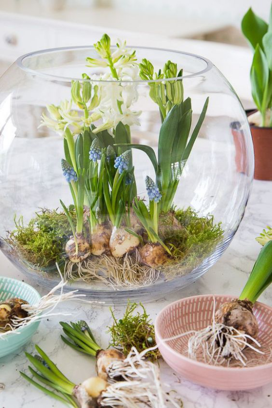 Hyazinthen Blumenzwiebel ins Glas setzen Deko Ideen für Anfänger und Profis