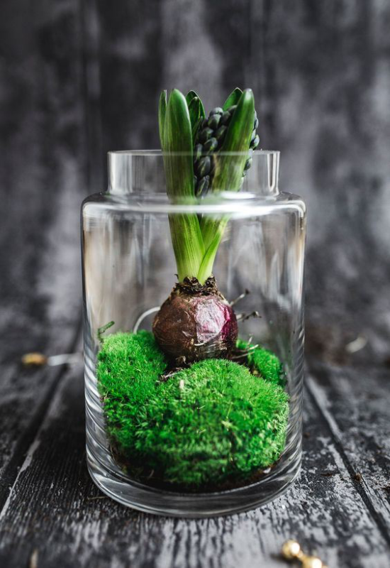 Hyazinthen im Glas Blumenzwiebel legen im Moos dekorieren vorsichtig gießen