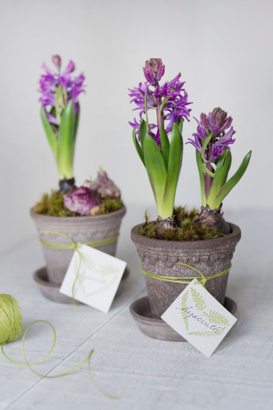 Hyazinthen im Topf lila Blütenstände bringen Frühling und gute Stimmung