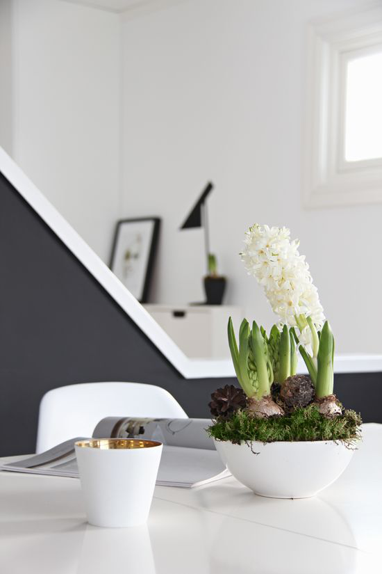 Hyazinthen weiße Blumen in weißer Schale mit Moos dekoriert perfekte Deko in modernen Interieurs