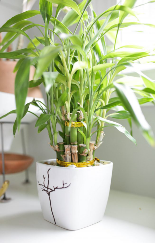 Glücksbambus tolles Highlight tropische Pflanze braucht hohe Luftfeuchtigkeit im Raum