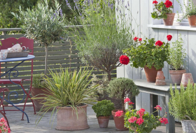 Gartenpflanzen für volle Sonne – 15 Kübelpflanzen, die trotz der Sommerhitze gut gedeihen