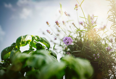 5 Gartenpflanzen gegen Insekten – so halten Sie die kleinen Biester fern!