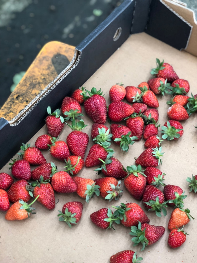 erdbeeren im fruehjahr richtig pflegen eine reiche ernte haben in 2 3 monaten rote suesse fruechte