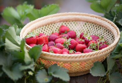 erdbeeren im frühjahr richtig pflegen