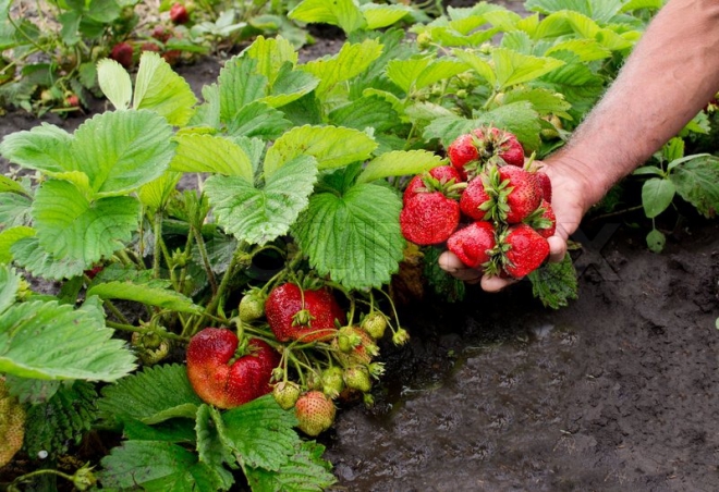erdbeeren im frühjahr richtig pflegen viel wasser verbrauchen einmal am tag giessen