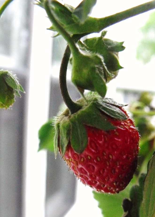 erdbeeren im frühjahr richtig pflegen vitaminreich suess rote frucht gabe der natur