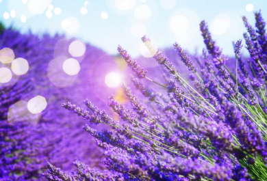 Lavendel schneiden: Legen Sie Wert auf den Rückschnitt im Frühjahr!