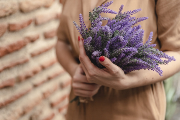 Lavendel schneiden Legen Sie Wert auf den Rückschnitt im Frühjahr!