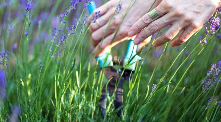 48+ Lavendel Zurückschneiden Frühjahr, Schneide den lavendel im