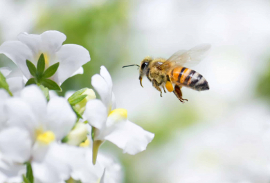 Bienenfreundliches Beet anlegen- 12 Pflanzen, die gut darin passen