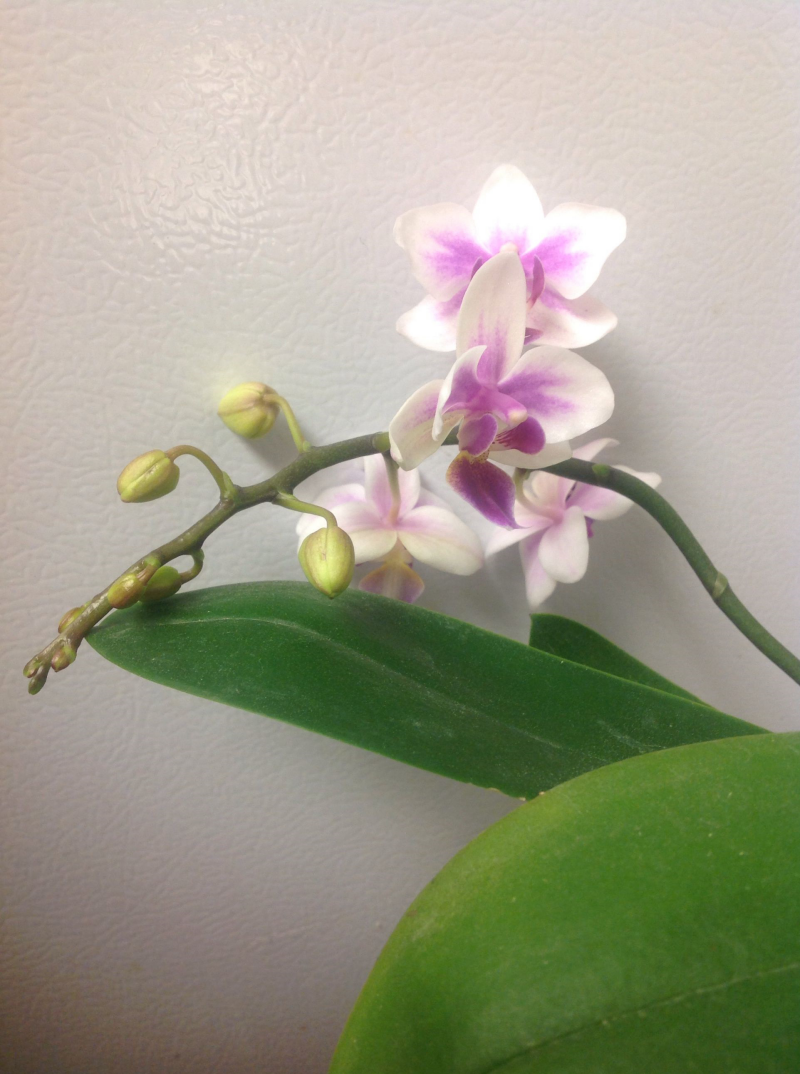 Mini Orchidee mit schönen Blüten in Weiß und Lila