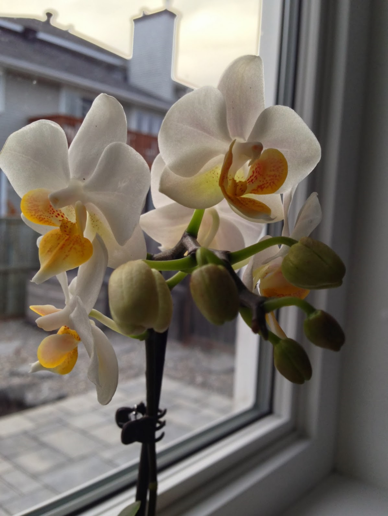 Mini Orchidee mit weißen Blüten auf der Fensterbank