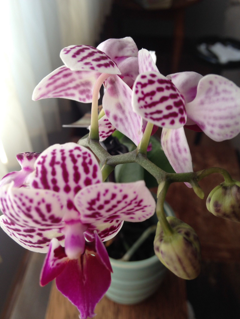 Mini Orchidee auf der Fensterbank