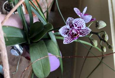 orchideen pflege zimmerpflanzen pflegen tipps
