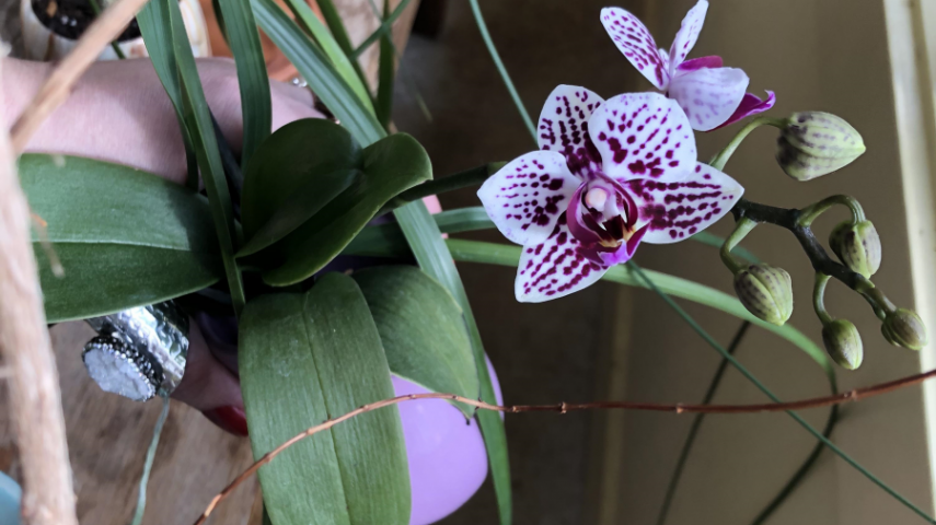 orchideen pflege zimmerpflanzen pflegen tipps