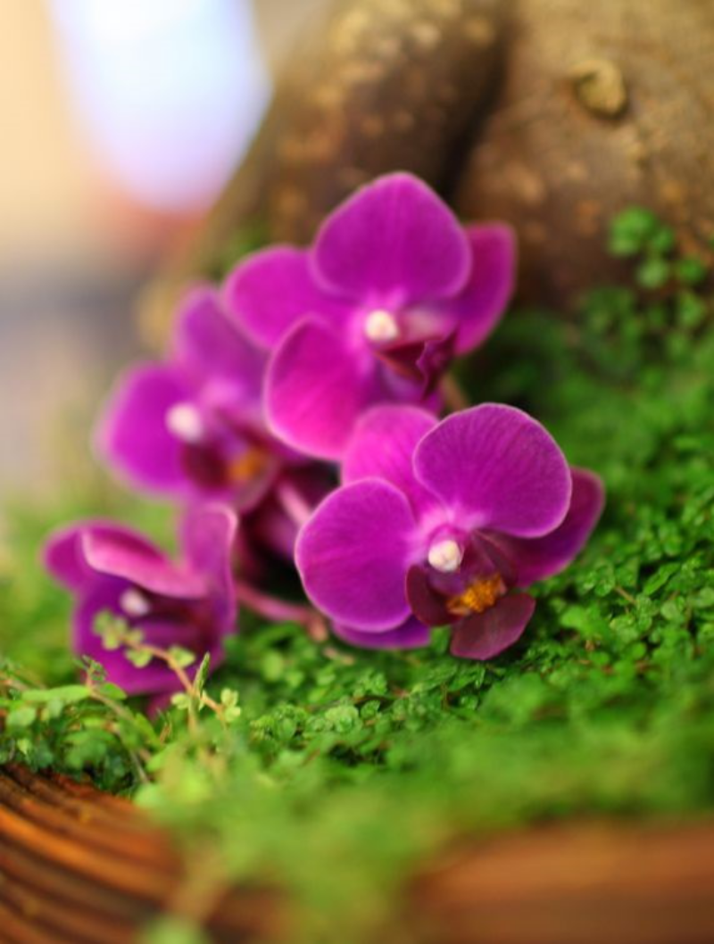 Orchidee mit kleinen lilafarigen Blüten
