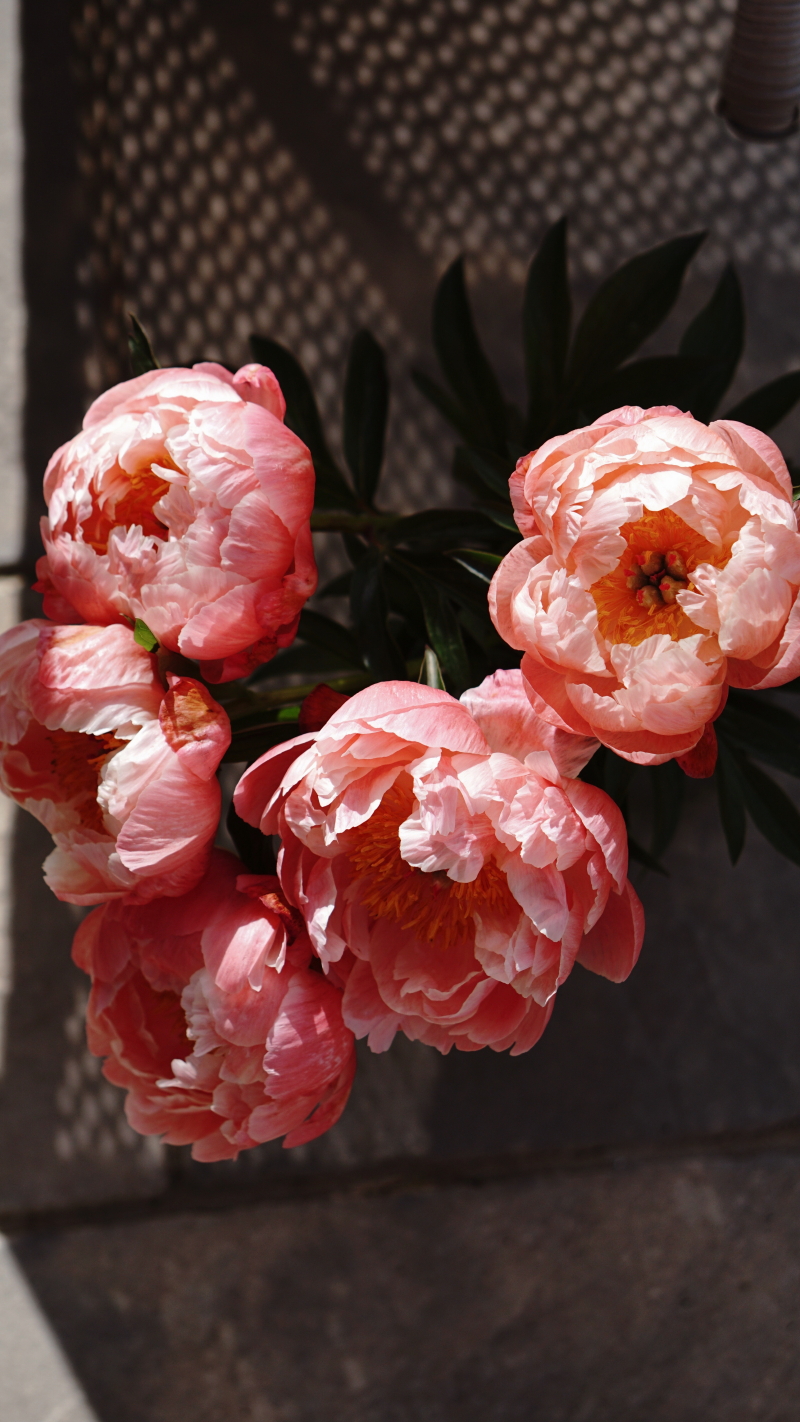 frische Blüten mit einer Verfärbung in Orange und Weiß