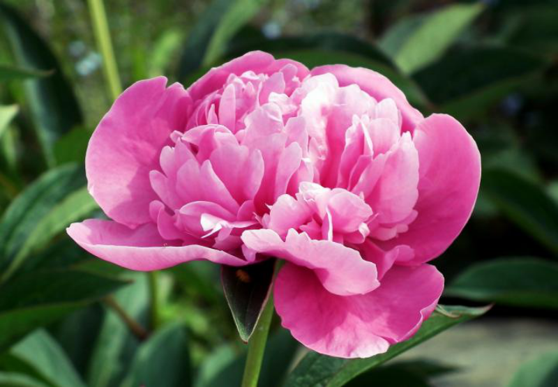 schöne Blüte in sanftem Rosa bei richtiger Düngung genießen