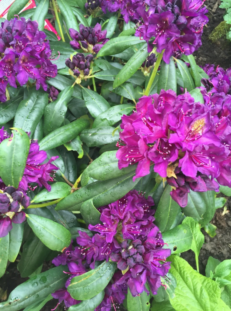 Rhododendron düngen beachten Sie folgende Tipps!