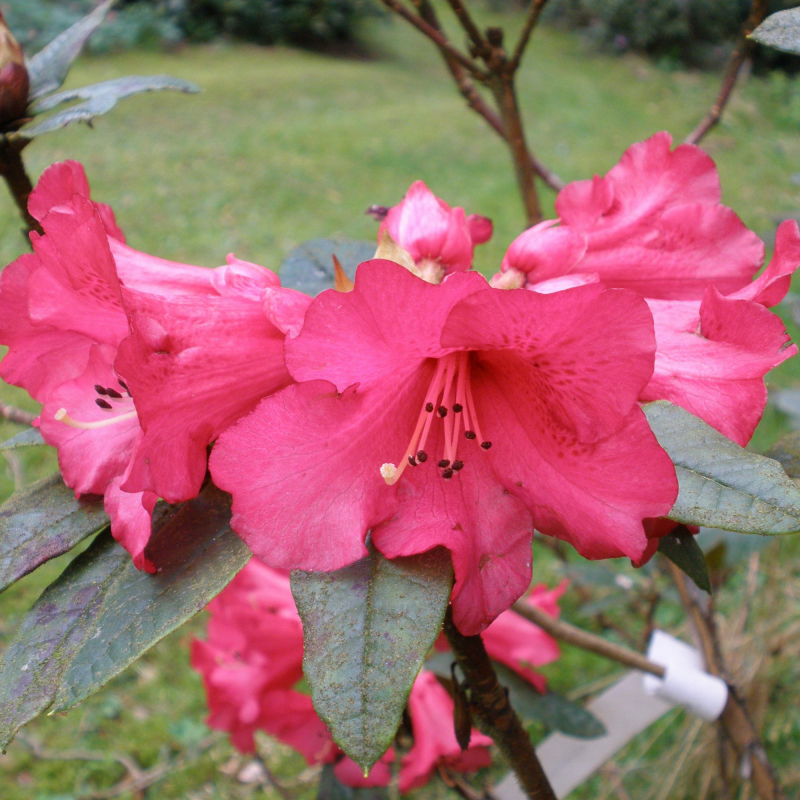 Rhododendronblüten in Rot fesseln den Blick auf sich