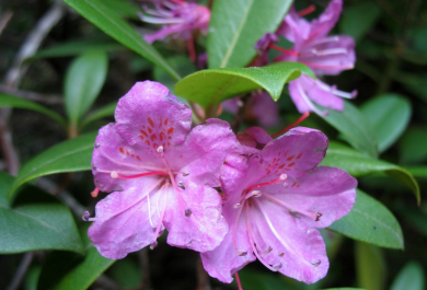 Rhododendron düngen und weiter pflegen – beachten Sie folgende Tipps!