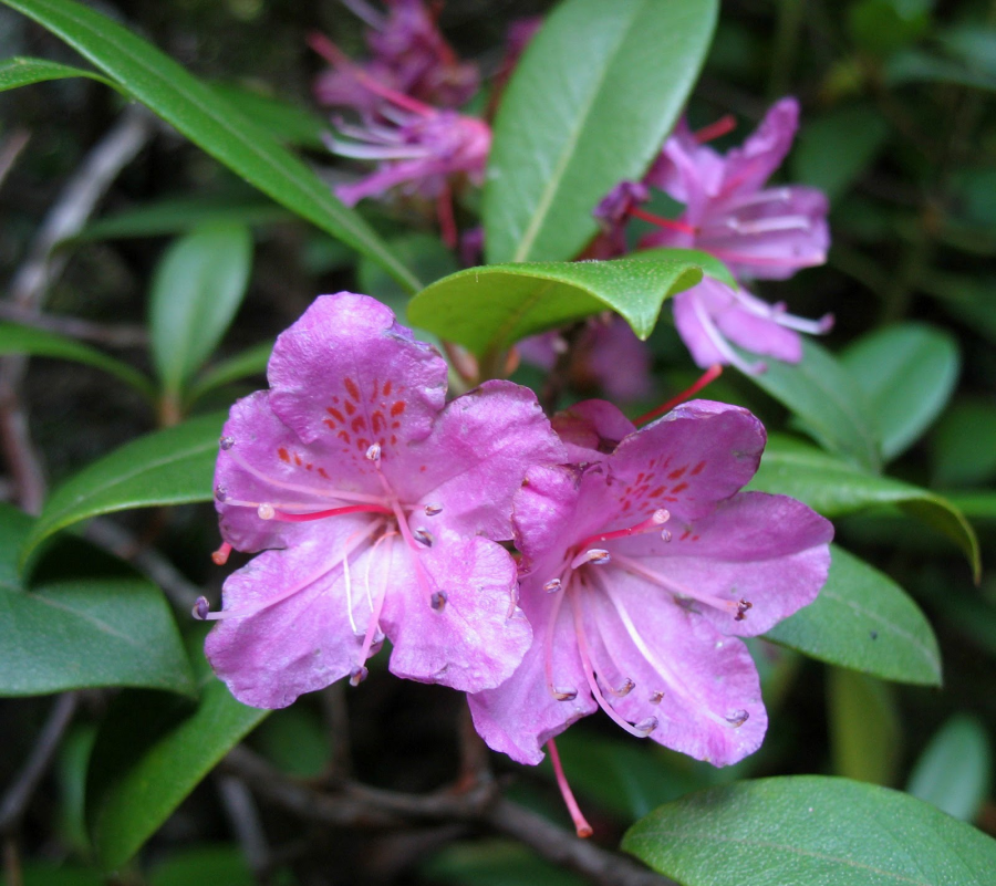 Rhododendron düngen beachten Sie folgende Tipps!