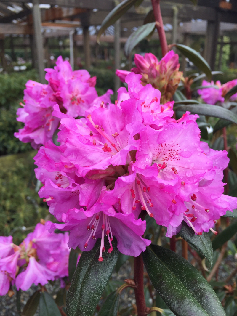 frische Rhododendronblüten im eigenen Garten genießen