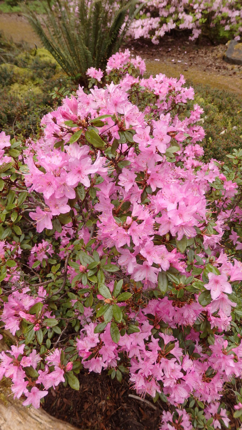 Rhododendron-Strauch mit rosafarbenen Blüten